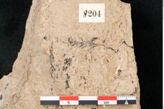 Foto (Detailansicht) von Equisetum haeringianum Ettingshausen (NHMW-GEO-2024-0188-8204)